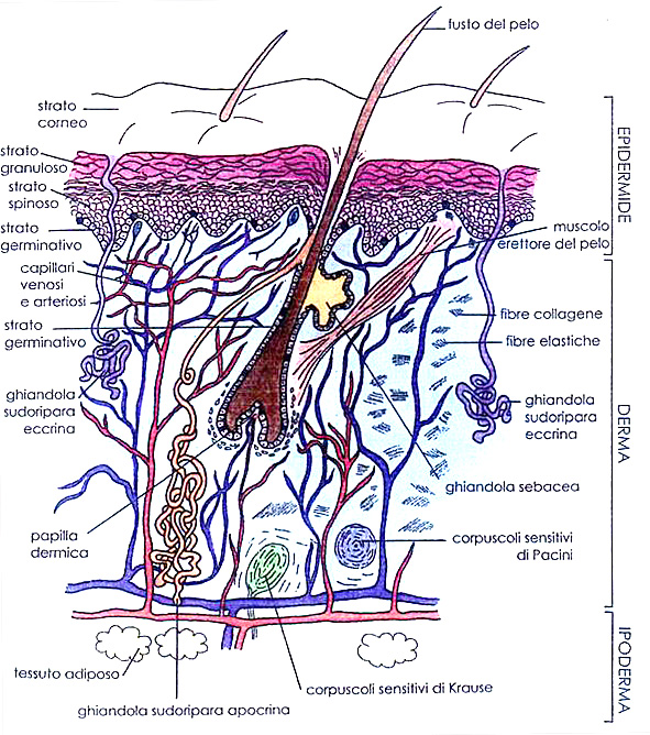 dermatologia_clip_image002