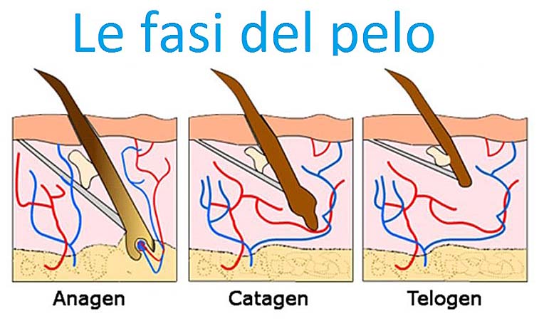 _fasi_del_pelo_mediostar_next_epilazione_laser