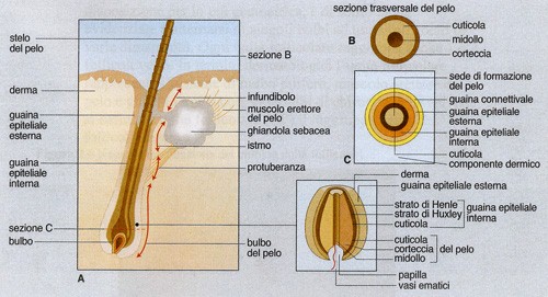 home_epilazione_medica_clinicalaser_14